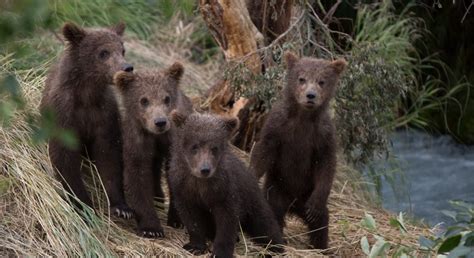 10 Cutest Baby Animals Of Alaska And What To Call Them Alaska Tour Jobs