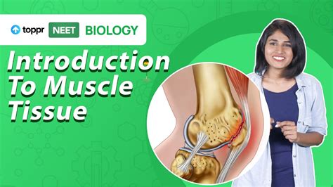 Introduction To Muscle Tissue Neet 2021 Biology Toppr Neet Youtube