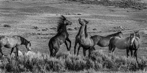 Black And White Wild Horse Fight Wyoming Photos By Jess Lee