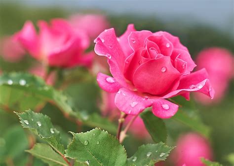 The Most Beautiful Rose Flowers In World Best Flower Site