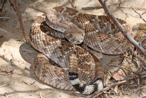 Western Diamondback Rattlesnake Snakes Of The Texas And Oklahoma