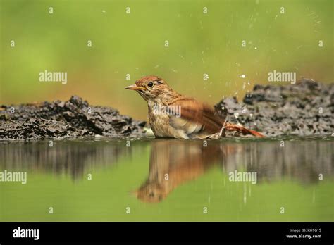 Common Nightingale Luscinia Megarhynchos Bathing At Edge Of Drinking
