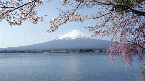 Mount Fuji Cherry Blossoms And A Calm Lake Kawaguchi At Kawaguchiko In