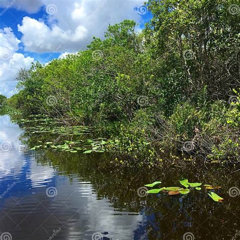 The River Of Grass In Everglades National Park Stock Photo Image Of