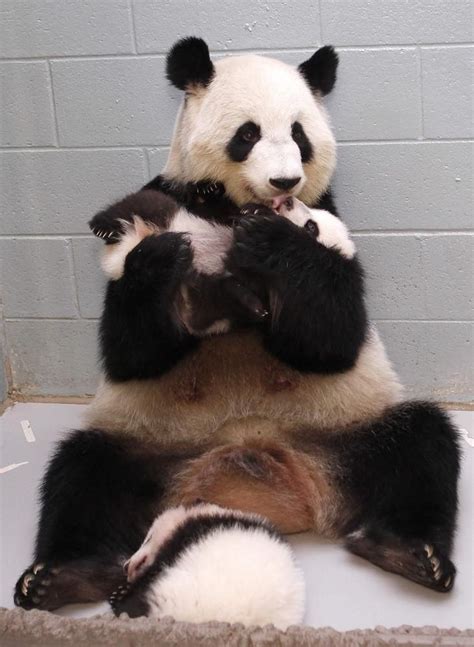 A Panda Mom Discovered That She Was Delighted With Her Baby Cute