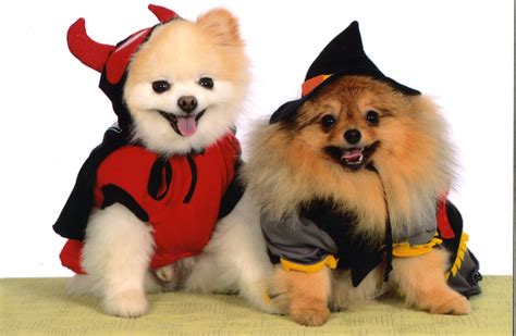 Pomeranian Poms Dogs Puppies Halloween Halloween Para Perros