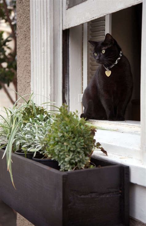 Tabbynapper cat window perch best cat window box: Trending on Gardenista: Spring Training for Gardeners ...