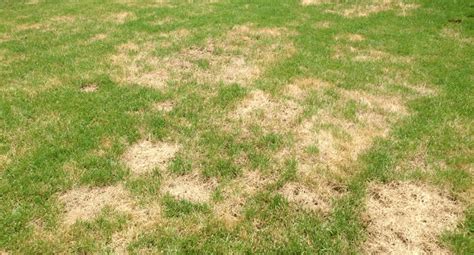 What Are Those Brown Spots In My Lawn Grass