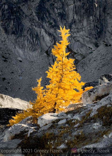 An Alpine Larch Takes On A Golden Glow In A Morning Ray Of Sunshine