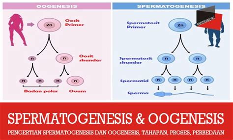 Perbandingan Spermatogenesis Dan Oogenesis Have Fun Learning Biology