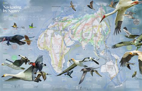Map Of Bird Migrations Across The Eastern Hemisphere National