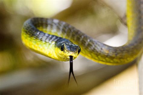 Green Tree Snake Photograph By Bg Thomson Pixels