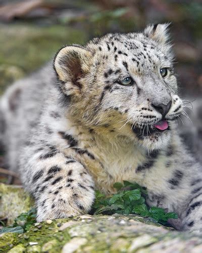 Another Cute Snow Leopard Cub Shot Another Shot Of A Lying Flickr