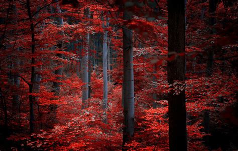 Wallpaper Autumn Forest Leaves Trees Nature Red Burgundy Crimson
