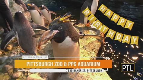 Penguins At Pittsburgh Zoo And Ppg Aquarium Youtube