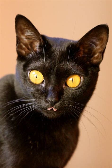 Bombay Cat Breed Black Cat Breeds Cat Breeds Black Cat Day