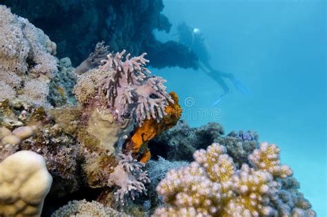 Colorful Coral Reef On The Bottom Of Red Sea And D Stock Image Image
