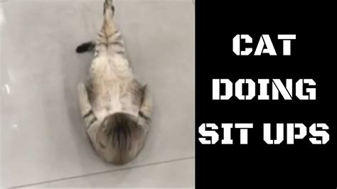 Cat Doing Sit Ups Funny Youtube