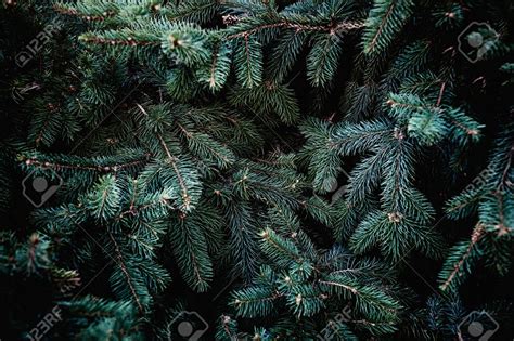 Christmas Pines Wallpapers Wallpaper Cave