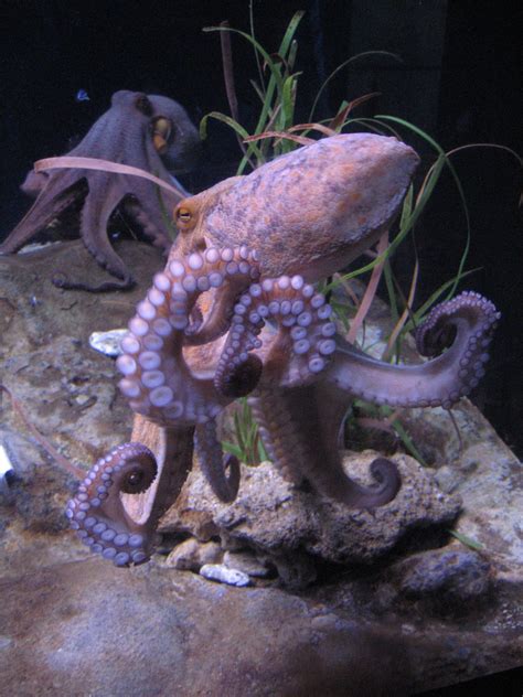 Pin By Jeremiah Clark On Under The Sea Octopus Facts Octopus