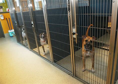 Americas Animal Shelters Are Overcrowded With Pets From Families