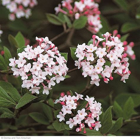 We were also researching viburnum. 86 best great shrubs for zone 5-6 images on Pinterest ...
