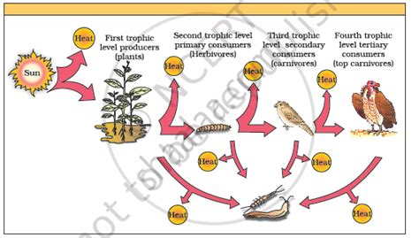Give An Account Of Energy Flow In An Ecosystem Biology