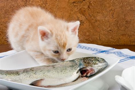Check spelling or type a new query. Fish Allergy in Cats - Symptoms, Causes, Diagnosis ...