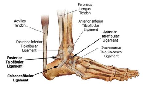 Tendons and ligaments are parts of the musculoskeletal system which serve extremely important functions for bones and joints. Achilles Tendonitis - Drwolgin