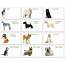 Dog Breeds List With Picture  Alphabetical Dogs Guide