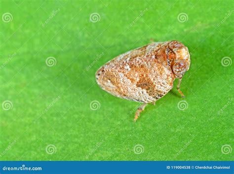 Macro Photo Of Little Bug On Green Leaf Stock Photo Image Of Summer