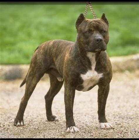 American Pit Bull Terrier Facts Facts About All
