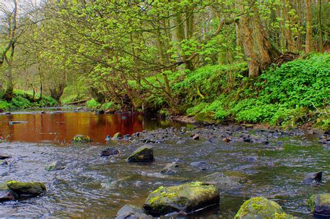 Stream In The Woods Free Stock Photo Public Domain Pictures