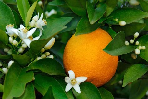 Citrus Sinensis Orange With White Blossoms Revista Jardins