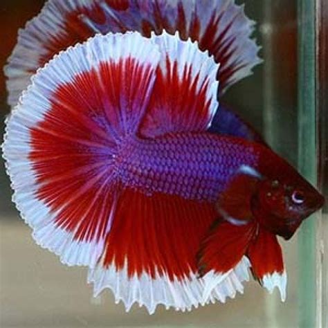 Buy Super Red Galaxy Butterfly Halfmoon Betta Aquarium Fish