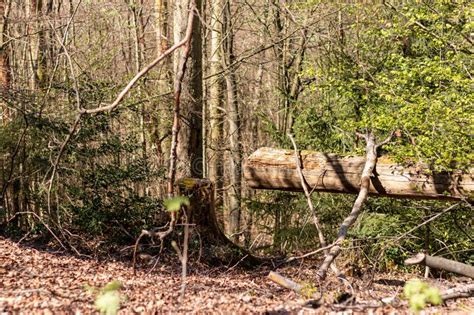 Old Fallen Tree In The Forest And A Stump Near It Stock Photo Image