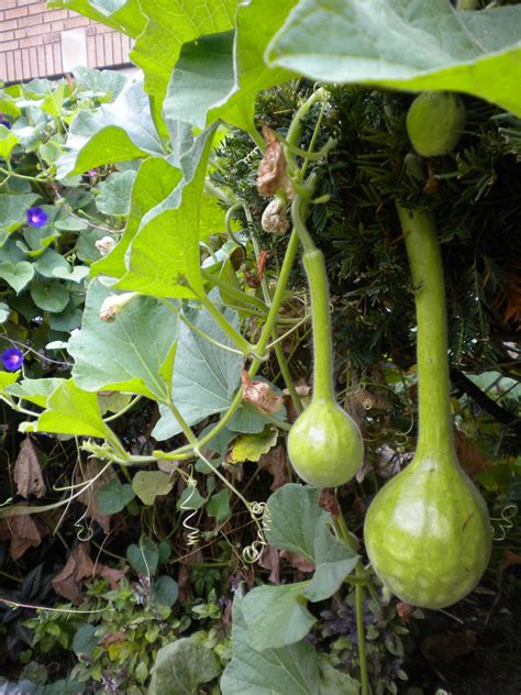 Bottle gourds require evenly moist soil to ensure the best and fast growth. Gourd Garden | Boho garden, Plants, Gourds