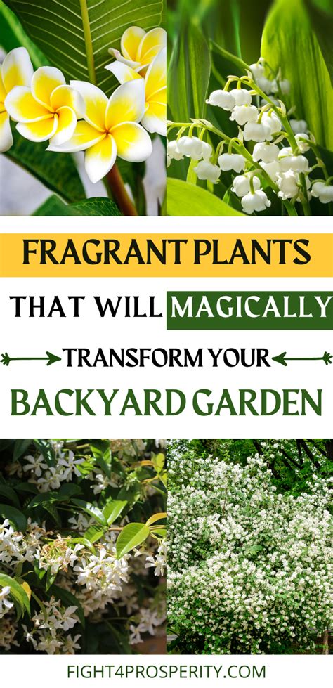 Top Fragrant Plants For Garden In 2021 Fragrant Plant Plants