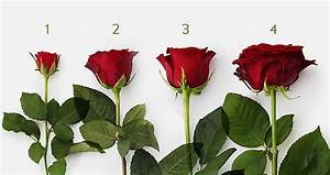Valentines Day Red Rose Guide Waitrose Florist