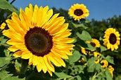 🌻 Girasol: La maravillosa planta de tu jardín que mira al sol de frente