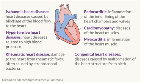 What Are The Different Types Of Cardiovascular Diseases And How Many