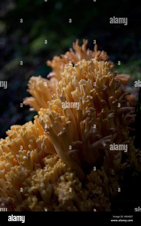Yellow Coral Mushroom Growing Wild In The Woods Of Colorado Stock Photo