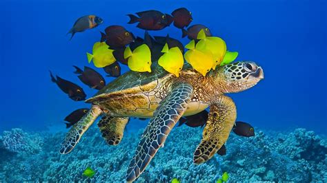 Green Sea Turtle Being Cleaned By Reef Fish Off The Kona