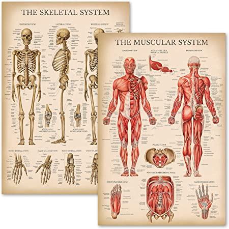 Amazon Com Vintage Muscular Skeletal System Anatomical Chart Set