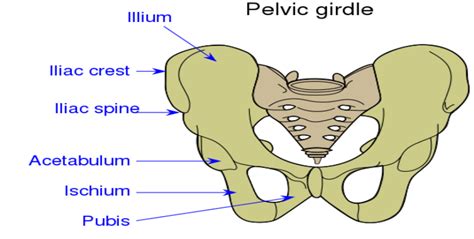 Pelvic Girdle Bones Anatomy Labeled Diagram Study Com