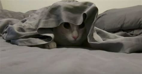 Watch These Cats Demonstrate Their Finest And Funniest Hiding Spots
