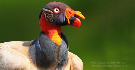 Admire 34 Images Of King Vultures Birds Possessing Smooth Plumage