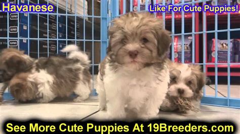 If you and the md spca agree it's a good match, we'll set up a virtual meet and greet via zoom (free video chat software). Havanese, Puppies, For, Sale, In, Baltimore, Maryland, MD ...