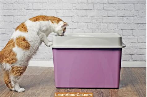 Top Entry Litter Box Pros And Cons Learnaboutcat