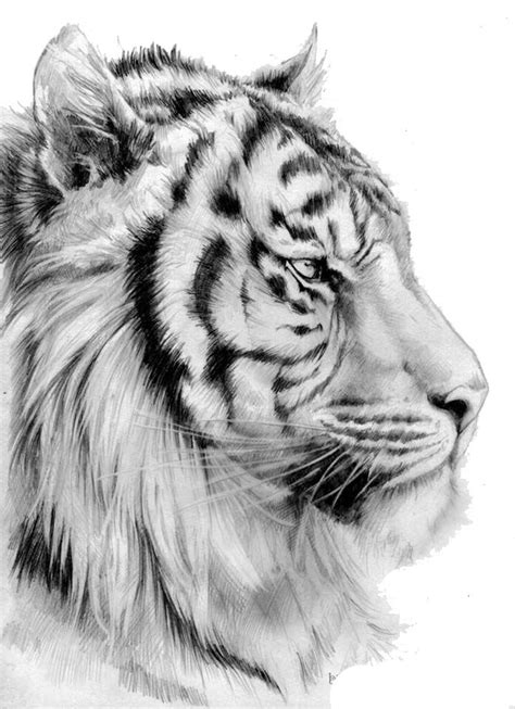 A Pencil Drawing Of A Tiger S Face